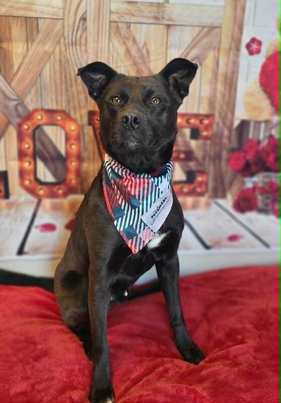 Picture of the Animal Listed